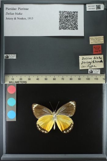 Media type: image;   Entomology 16620